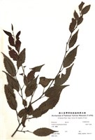 藏品(細齒千金榆)的圖片